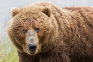 Using Sound to Ethically Repel Bears on the Trail